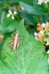 Pholidoptera griseoaptera