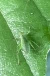 Leptophyes