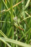 Roeseliana roeselii