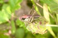 Pholidoptera griseoaptera