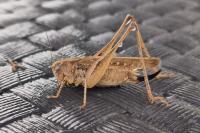 Platycleis albopunctata