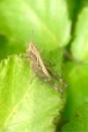 Pseudochorthippus parallelus