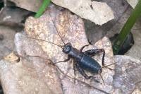 Nemobius sylvestris