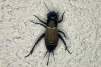 Gryllus campestris