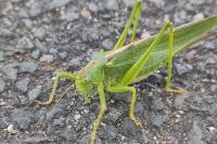 Tettigonia viridissima