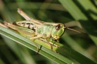 Pseudochorthippus parallelus