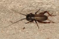 Gryllus campestris