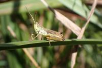 Pseudochorthippus parallelus