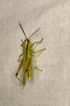 Mecostethus parapleurus