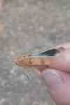 Oedipoda caerulescens