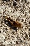 Oedipoda caerulescens