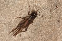 Eumodicogryllus bordigalensis
