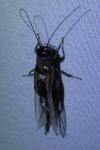 Eumodicogryllus bordigalensis