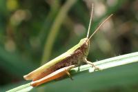 Chorthippus dorsatus