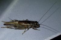 Eumodicogryllus bordigalensis