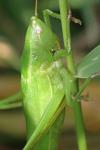 Ruspolia nitidula