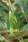 Ruspolia nitidula