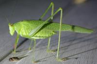 Phaneroptera nana