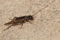 Eumodicogryllus bordigalensis