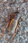 Gryllus campestris