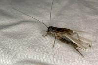 Eumodicogryllus bordigalensis