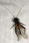 Eumodicogryllus bordigalensis