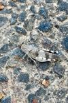Oedipoda caerulescens
