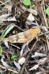 Oedipoda caerulescens