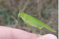 Phaneroptera falcata