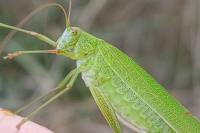 Phaneroptera falcata
