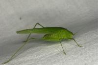 Phaneroptera nana