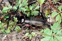 Gryllus campestris