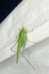 Phaneroptera nana