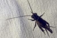 Eumodicogryllus bordigalensis