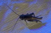 Eumodicogryllus bordigalensis