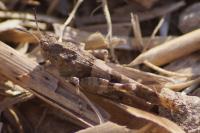 Oedipoda caerulescens
