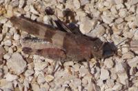 Oedipoda caerulescens