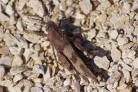 Oedipoda caerulescens