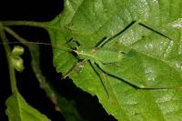 Leptophyes punctatissima