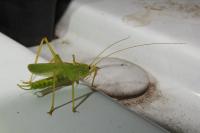 Meconema thalassinum