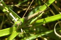 Aiolopus thalassinus