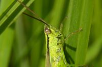 Mecostethus parapleurus