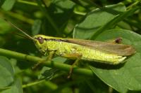 Mecostethus parapleurus