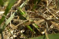 Aiolopus thalassinus