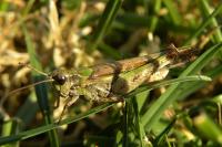 Aiolopus thalassinus