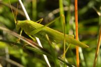 Phaneroptera falcata