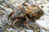 Gryllotalpa gryllotalpa