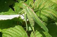 Tettigonia viridissima
