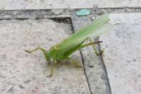 Tettigonia viridissima