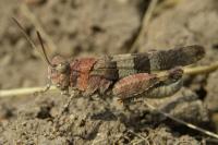 Oedipoda caerulescens